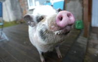 В Англии живет свинья, которая считает себя собакой (ФОТО)