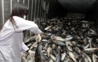 Фукусима: результаты исследования свидетельствуют о рекордном выбросе радиации в море 