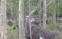 В Китае страус чуть не стал причиной ДТП (видео)