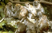 Обезьяны чистят зубы и учат этому своих детенышей 