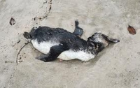 Бразильские пингвины погибли естественной смертью, никто не виноват, - ученые