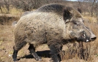 Эстонским охотникам начнут платить за отстрел диких кабанов