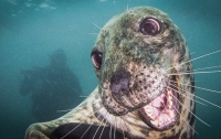 Фотограф снял самого дружелюбного в мире тюленя (ФОТО)