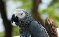 Тест на память: Попугай превзошел студентов Гарварда (видео)