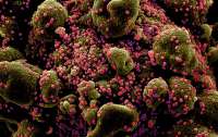 Китайские ученые определили происхождение коронавируса