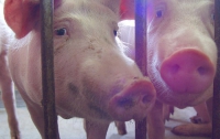 Названы причины заражения российских свиней африканской чумой