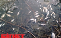 В Голосеевском районе столицы нашли сотни мертвых рыб 