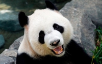 Самая старая панда в мире отпраздновала день рождения