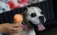 В Мексике открыли кафе с мороженым для собак