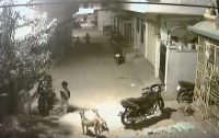 Ребенок сумел противостоять стае бродячих собак (видео)
