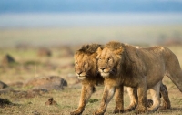 Львы растерзали браконьеров в заповеднике Sibuya