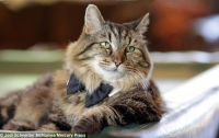Самый старый в мире кот стал звездой соцсетей