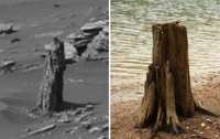 На Марсе нашли дерево
