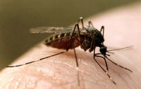 Комары помогают выявлять полиции автоворов