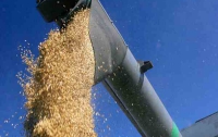 Отстранение иностранцев от экспорта зерна обойдется госбюджету в $50 млрд  