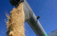 Отстранение иностранцев от экспорта зерна обойдется госбюджету в $50 млрд  
