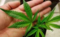 Легализация марихуаны: Ляшко сделал важное заявление