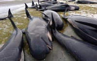 400 черных дельфинов выбросились на берег в Новой Зеландии (Видео)