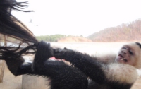 В Бразилии пьяный мужчина в зоопарке подрался с обезьянами