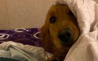 Собака спасла хозяйку от коронавируса