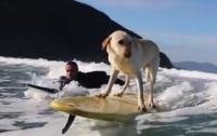 Пес-серфингист стал звездой интернета (видео)