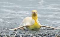 Найден первый в мире желтый пингвин