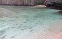 В Таиланде в водах у знаменитого пляжа плавают сотни рифовых акул (видео)