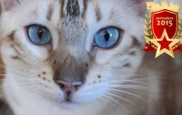 Спасший жительницу Швеции кот признан героем года