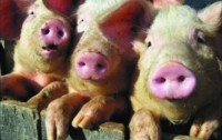 В России, недалеко от границы Украины, вспыхнула африканская чума свиней