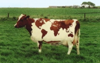 В Германии корова сбежала с бойни в приют для животных  