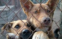 За жестокое обращение с животными МВД возбудило 29 уголовных дел