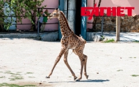 Уникального крымского жирафенка впервые показали людям (ФОТО) 