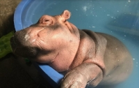 Знаменитая бегемотиха Фиона покорила сеть своими уроками плавания (видео)