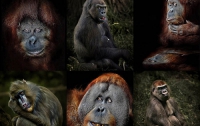 Обезьяна - на 97% человек (ФОТО)