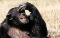 В США на конкурсе художников победил шимпанзе (ФОТО)