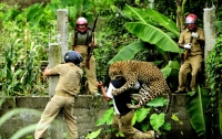 В Индии свыше ста школ закрыли из-за набегов леопардов