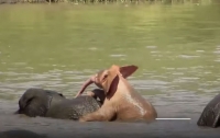 В Африке заметили купающегося розового слоненка (видео)