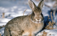 На Буковине зайцы мрут от неведомой болезни