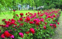 Оболонь засадят розами