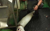 Рыбаки поймали в сети гигантского кальмара