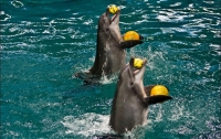 Откуда берутся дельфины в украинских дельфинариях 