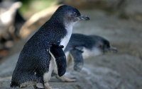 В австралийском зоопарке лиса задушила 14 пингвинов