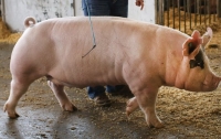Свиноводы пугают украинцев дефицитом мяса