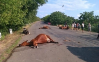 Под Одессой грузовик задавил 17 коров