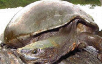 Контрабандисты пытались украсть самых редких черепах на земле