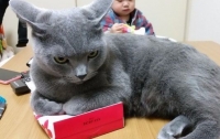 Японский кот-собственник нашел новую цель