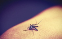 Случаи заболевания тропической малярией зафиксировали в Запорожье