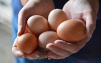 Ученые вывели кур, которые несут яйца с противовирусным препаратом