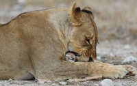 Потерявшая детенышей львица удочерила антилопу