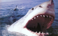 Акулы в Шарм-эш-Шейхе продолжают нападать на туристов